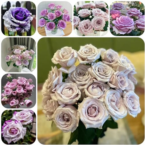 rosen samen sommerblumen samen gartenblumen mehrjährig winterhart blumensamen rosen pflanzen samen wildblumensamen hochbeet für balkon bienen wiese balkonpflanzen winterhart 450pcs