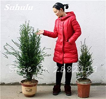 30 Pcs Redwoodbaum Samen Sequoia sempervirens Bonsai Topfpflanzen für Haus und Garten frisch Die Air DIY Hausgarten 10 : Seeds Only