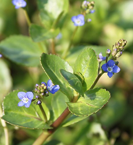 WASSERPFLANZEN WOLFF - Veronica beccabunga - Bachbunge - Ehrenpreis, blau - 4er-Set im Gratis-PFLANZKORB - QUALITÄTSSTAUDEN - heimisch - winterhart