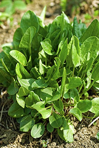 Kleiner Sauerampfer Rumex acetosella 1000 Samen