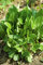 Kleiner Sauerampfer Rumex acetosella 1000 Samen