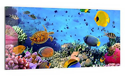 DEQORI Glasbild Echtglas | Motiv Lebensraum Korallenriff | horizontal einteilig 100x50 cm | schöne Dekoration | Wandbild für Wohnzimmer, Schlafzimmer, Flur & Küche | moderne Wanddeko