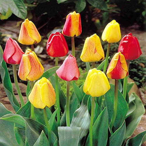 Darwin Hybrid Tulpenmischung - 50 blumenzwiebeln