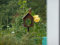 Albert Hechinger Edelrost Vogelhaus Villa Birdy
