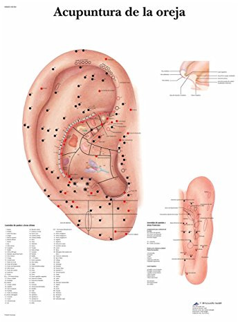 3B Scientific Papier bedruckt, Akupunktur Ohr Piercing, 1