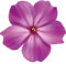 Kleberio Aufkleber Petunie lila violett Sticker Autoaufkleber wasserfest Blumen Mülltonne Blumenwiese Dekoration selbstklebend Fensterbild Fliesenaufkleber für Kinder und Erwachsene 9 x 10 cm