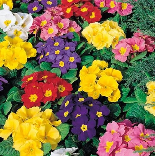 Primrose 'Husky Mixed Colours' Perennial Garden Plug Plants Pack x6