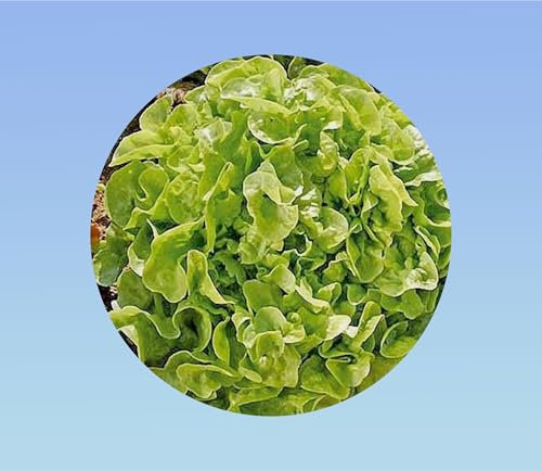 1500 Graines de Laitue Feuille de Chêne Blonde : Facile à Cultiver