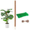 Monstera Rankhilfe, 40cm Pflanzenstab Moosstab, Moosstab Monstera Stab Pflanzstab Monstera für Kletterpflanzen Pflanzenname Pflanzzeit Pflanzenunterstützung