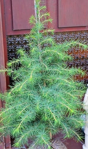 Himalya Zeder Cedrus deodara 60-80 cm im 7,5 Liter Pflanzcontainer