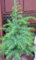 Himalya Zeder Cedrus deodara 60-80 cm im 7,5 Liter Pflanzcontainer
