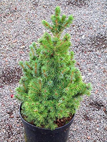Picea glauca conica - Zuckerhutfichte