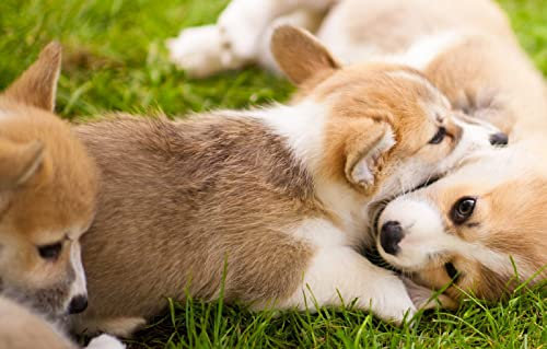 LHJOYSP 3dpuzzle 1000 Teile Welpe Welsh Corgi 75x50cm