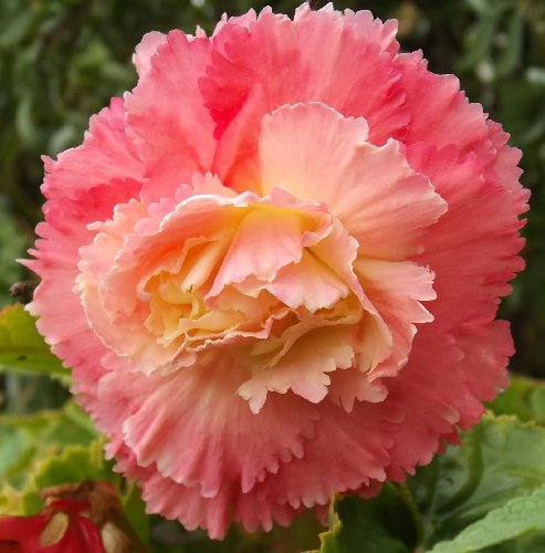 Begonienzwiebeln : Begonia fimbriata - Gefranste Begonie  Pnk  1 Blumenzwiebel/Knolle