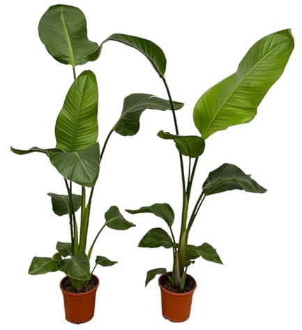 Weißer Paradiesvogel – Strelitzia Nicolai – Zimmerpflanze – Ø17cm – ca. 100 cm hoch – Exotisches Grün für Innenräume - 2 Pflanzen