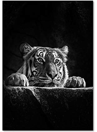 Tulup Impression sur Verre 60x120 cm Image Tableau Photo décorative panoramique pour la Cuisine et Le Salon - Animaux - Tigre - Noir et Blanc