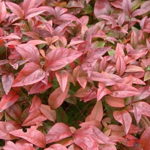 Heiliger Bambus - Nandina domestica 30-40 C - 30-40 cm Topf