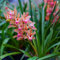 Cymbidium, seltene Farbe, verschiedene Sorten, pflegeleicht, schnelle Blüte, lange Blütezeit, kältebeständige Zwiebeln, mehrjährig-3 zwiebeln-b