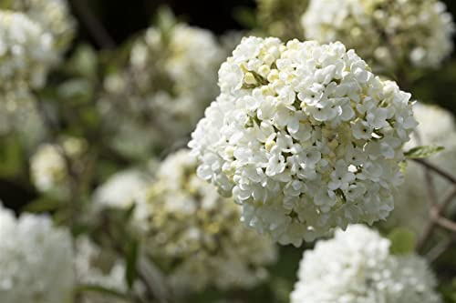 Viburnum 'Eskimo' 80 cm – Winterhart, Mehrjährig, Pflegeleicht – Schneeball – Heckenpflanze für Garten & Sichtschutz