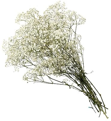 GRIRIW Ramo De Flores Secas De Gypsophila Preservada Decoración Creativa para Hogar Bodas y Eventos Especiales Diseño Romántico Color Blanco