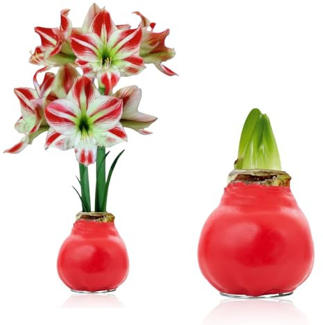 Amaryllis in Wachs Charme - (1 Stück) Rot Wax Amaryllis Zwiebel in Großformat 30/32 - Exklusive Mischung von echte Pflanzen aus Holland - Hippeastrum (keine Samen - nicht künstlich)