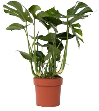 Plant in a Box - Monstera Deliciosa - Höhe 70-80cm - Fensterblatt - Monstera pflanze - Indoor grünpflanze - Topf 21cm