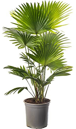 Livistona Fan Palm, grande pianta tropicale da interno, vera sempreverde, alta e maestosa.