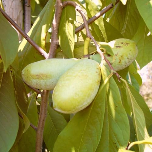 Golden 4 veredelte Indianerbanane Paw Paw Asimina triloba dreilappige Papau 1 Liter Topfballen