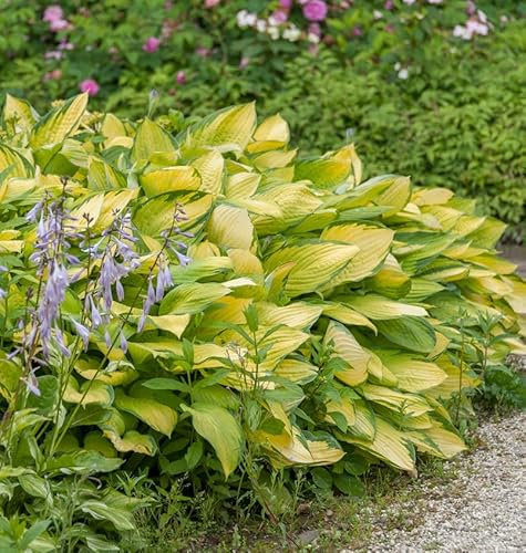 Funkie June Fever - Hosta cultorum - lebende Gartenpflanze aus den Baumschulen