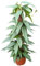 Epipremnum Cebu Blue am Moosstab - 50 cm Efeutute im 15 cm Topf | Pflegeleichte Rank- und Hängepflanze für Zuhause & Büro | Exotische Zimmerpflanze mit Moosstütze