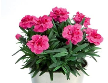 Clavel Dianthus para Jardinería – Planta con Flores Resplandecientes y Gran Resistencia al Clima