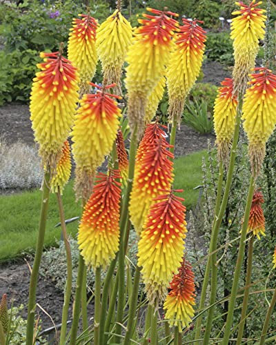 Perfect Plants Kniphofia Royal Standard Plant in 17cm Pot – Stunning Yellow and Orange Flowers, Hardy Perennial for Garden Borders