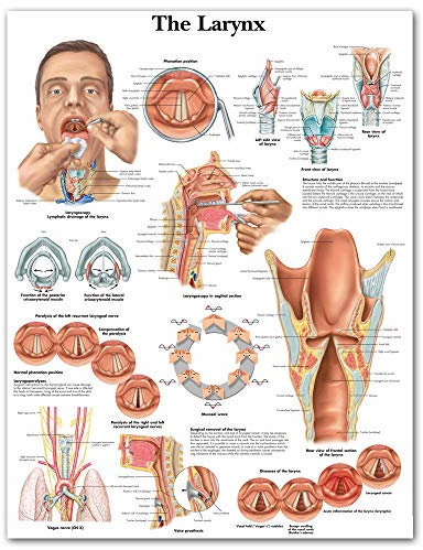 Ling88 Bilder,Poster,Kunstdrucke,Leinwand Kehlkopf Bilder Wandkunst Gemälde Anatomie Drucke Moderne Modulare Medizinische Ausbildung Poster Wohnzimmer ， Wanddekoration Der Krankenhausklinik-50X70Cm