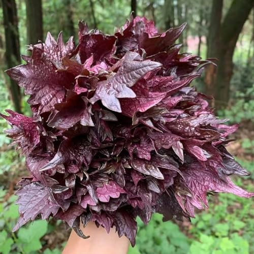 400 Piezas Semillas De Perilla - Perilla Frutescens - Hierbas Silvestres Semillas Hierbas Semillas De Shiso Orgánicas, Hierbas De Jardín, Verduras De Invierno Semillas De Hierbas Perennes,