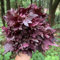 400 Piezas Semillas De Perilla - Perilla Frutescens - Hierbas Silvestres Semillas Hierbas Semillas De Shiso Orgánicas, Hierbas De Jardín, Verduras De Invierno Semillas De Hierbas Perennes,