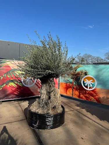 Sunny Tree - Olive Tree - Olea Europaea - Hardy Olven Tree Bonsai 250 cm - 250 Year Old Olive Tree - Fruit Bearing