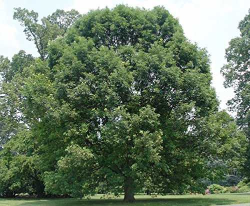Müller Münchehof GmbH Baum des Jahres 1989 - Stieleiche im Container Größe 100 bis 125 cm