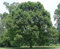 Müller Münchehof GmbH Baum des Jahres 1989 - Stieleiche im Container Größe 100 bis 125 cm