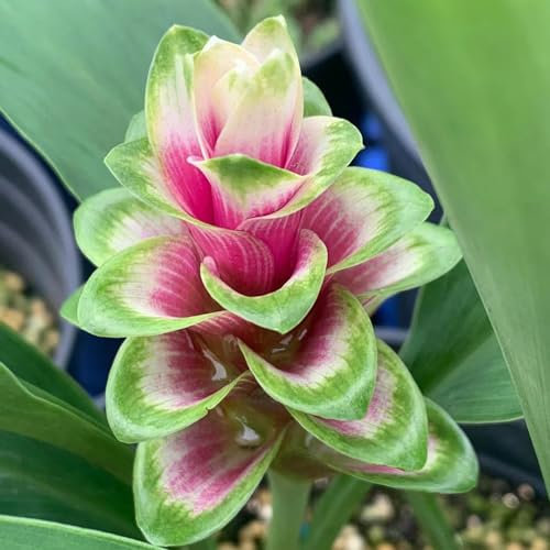 200 pcs kurkuma samen zum einpflanzen, curcuma samen, blumen samen mehrjährige, kübelpflanzen (Curcuma alismatifolia) blumenwiese, topfpflanzen echt schnittblumen, exotische pflanzen