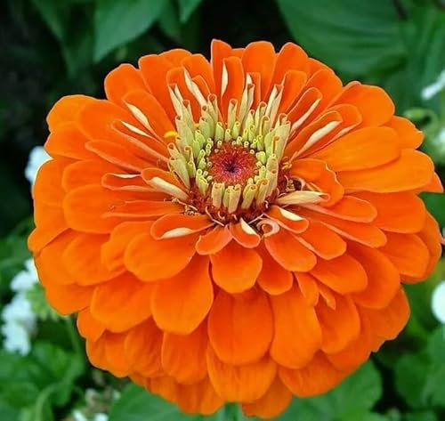 1 Pack of 150 SEEEDS Zinnia elegans Dahlia Orange