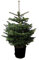 Nordmanntanne im Topf gewachsen Weihnachtsbaum ideal zum Einpflanzen (80-100cm)