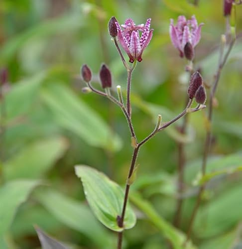 Krötenlilie Dark Form - Tricyrtis cultorum - lebende Gartenpflanze aus den Baumschulen