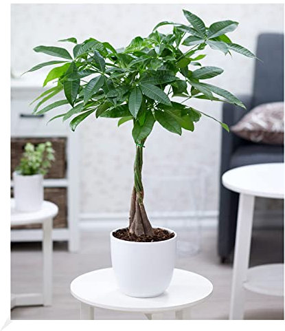 BALDUR Garten Pachira Aquatica ca. 60-70 cm hoch, 1 Pflanze, mit geflochtenem Stamm Rasierpinselbaum Glückskastanie, wilder Kakaobaum, Zimmerpflanze, Grünpflanze, mehrjährig - frostfrei halten