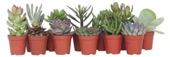 Plant in a Box - Mezcla de Mini Suculentas - Mezcla de 12 Piezas de Suculentas - Plantas Reales - Decorativas y Fáciles de Cuidar - Maceta 5.5cm - Altura 5-10cm