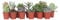 Plant in a Box - Mini Succulentes - Mélange de 12 Pièces de Succulentes - Plantes Réelles - Décoratives et Faciles à Entretenir - Pot 5.5cm - Hauteur 5-10cm