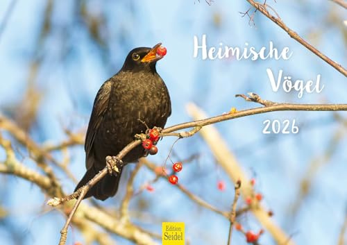 Edition Seidel Premium Kalender Heimische Vögel 2026 Format DIN A3 Wandkalender Vogelkalender Europa Spatz Fink Amsel Specht