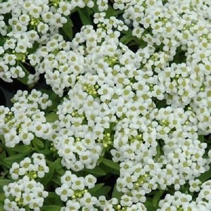 100 graines de Alysse Wonderland blanc couvre-sol
