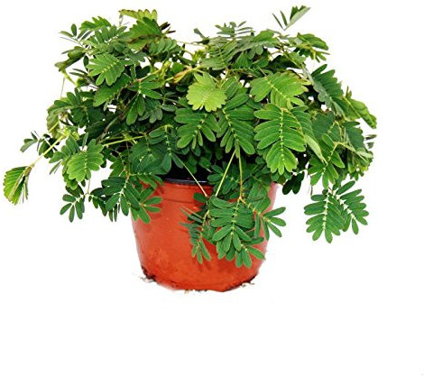 Mimosa pudica Touch-Me-Not - The Plant That Reacts To Your Touch - 9cm Pot