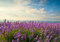 wandmotiv24 Fototapete Lavendel, XL 350 x 245 cm - 7 Teile, Wanddeko, Wandbild, Wandtapete, Feld, Meer-blick, Himmel M0411