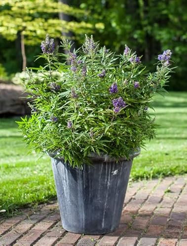 Mönchspfeffer `Blue Puffball´, Vitex, Zwergform, 20-40cm im 3,5 Liter Topf